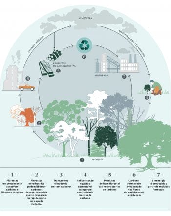 Ciclo_carbono