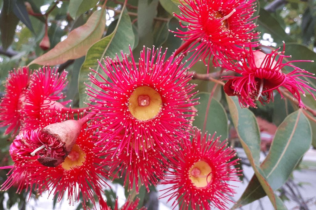 Eucalipto ficifolia Eucalipto ficifolia