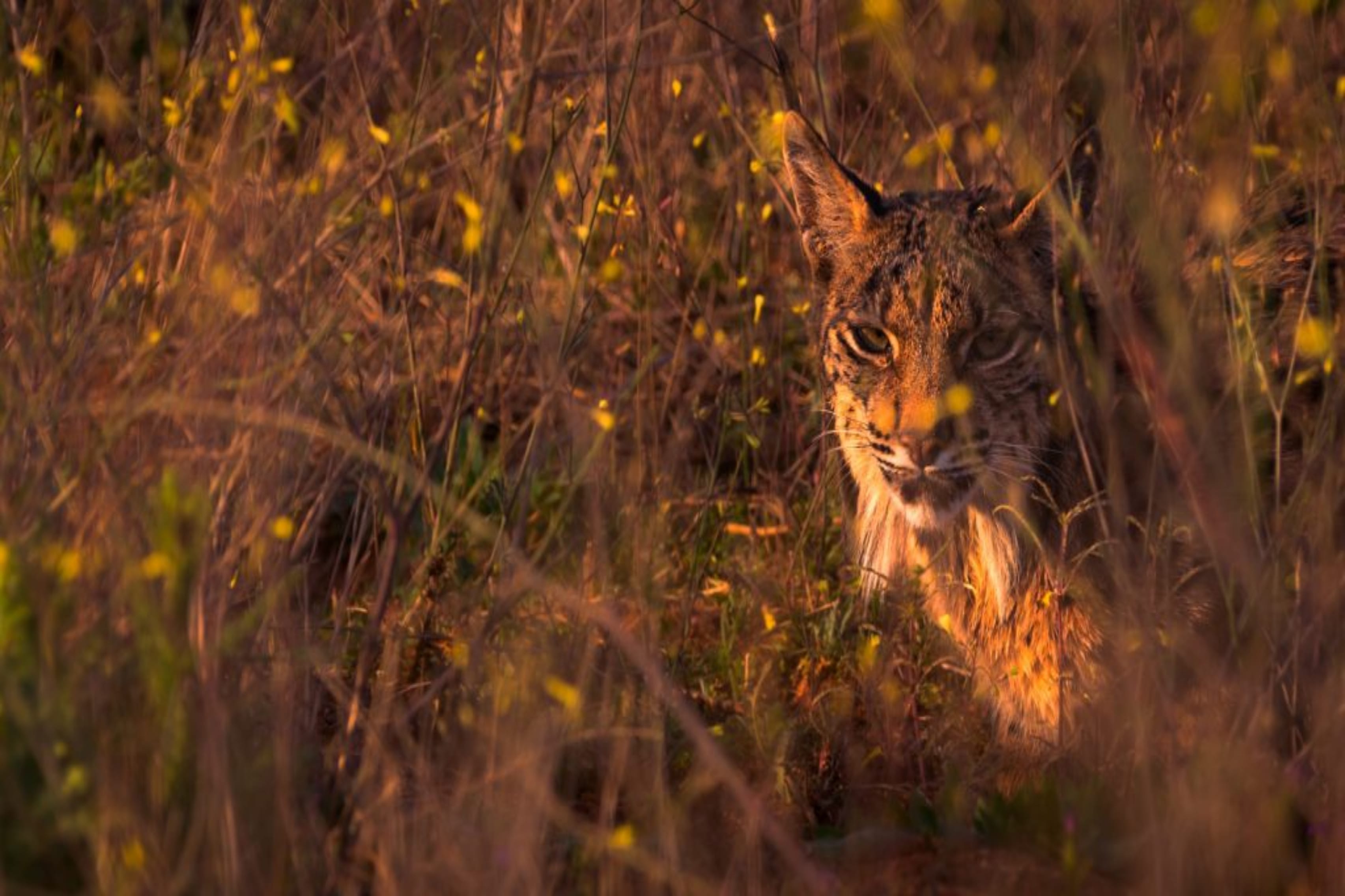 lince_iberico