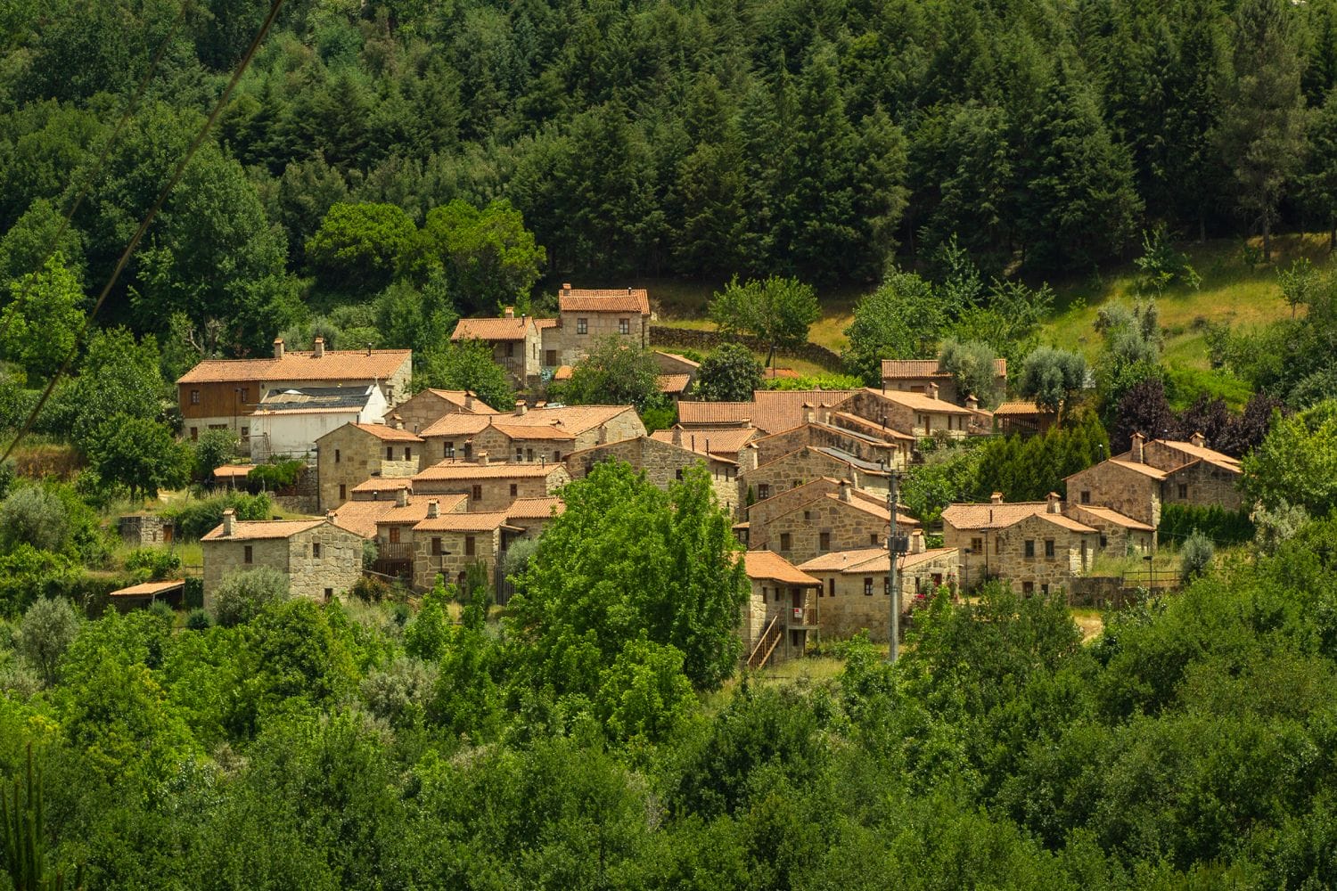 Floresta é aposta estratégica para o Plano de Recuperação Económica de Portugal
