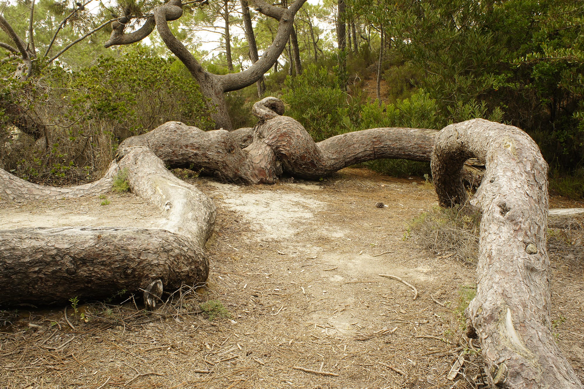 artigo_pinheiro_do_litoral_interior2