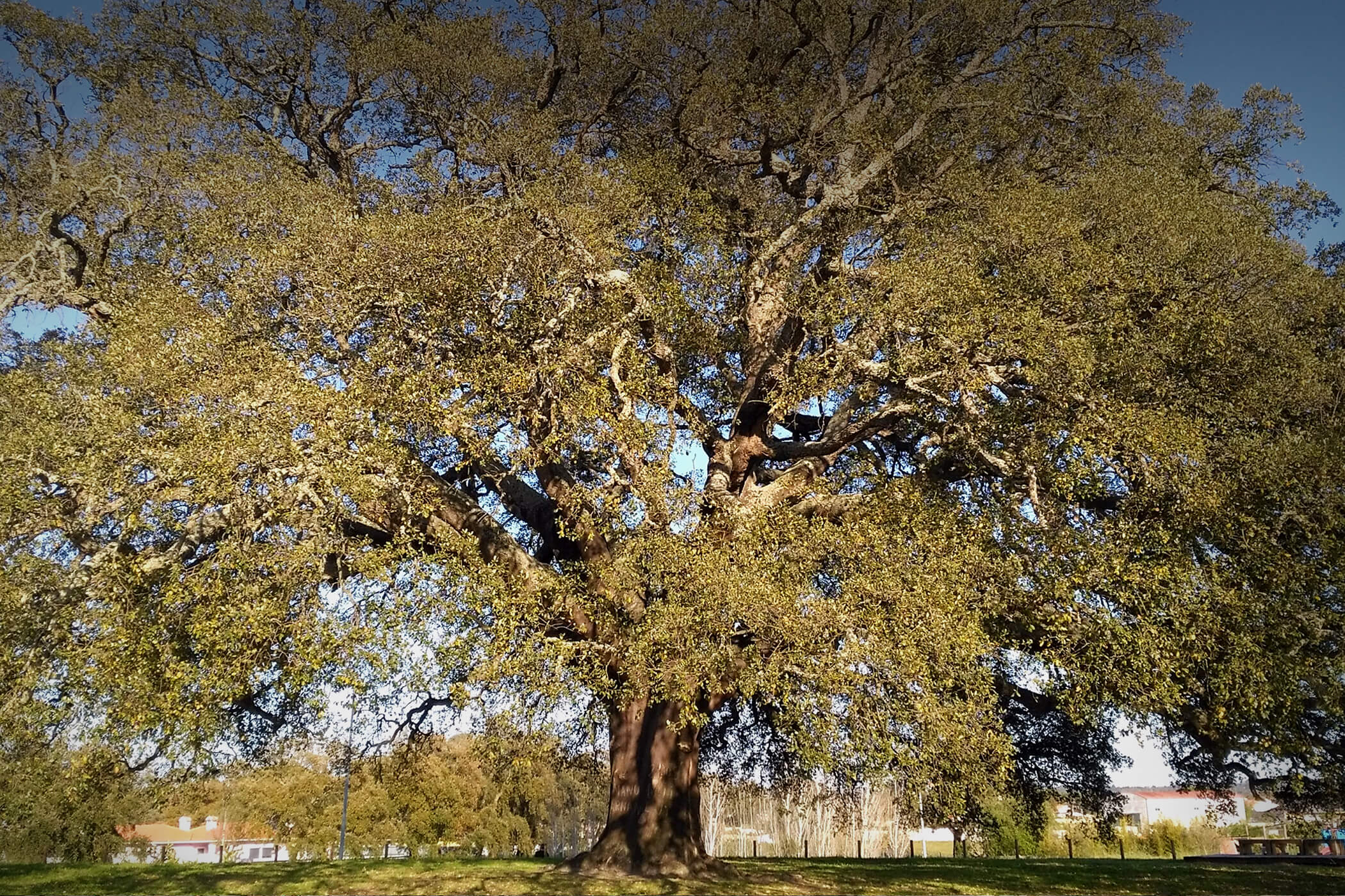 Candidaturas a Árvore do Ano 2021 já abertas