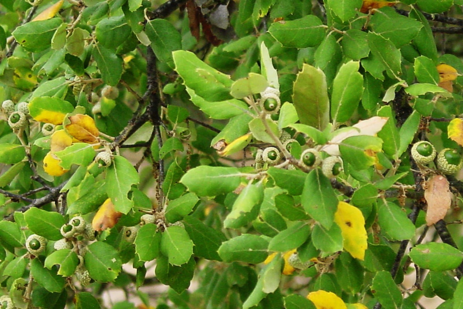 Artigo-Sobreiro-interior7