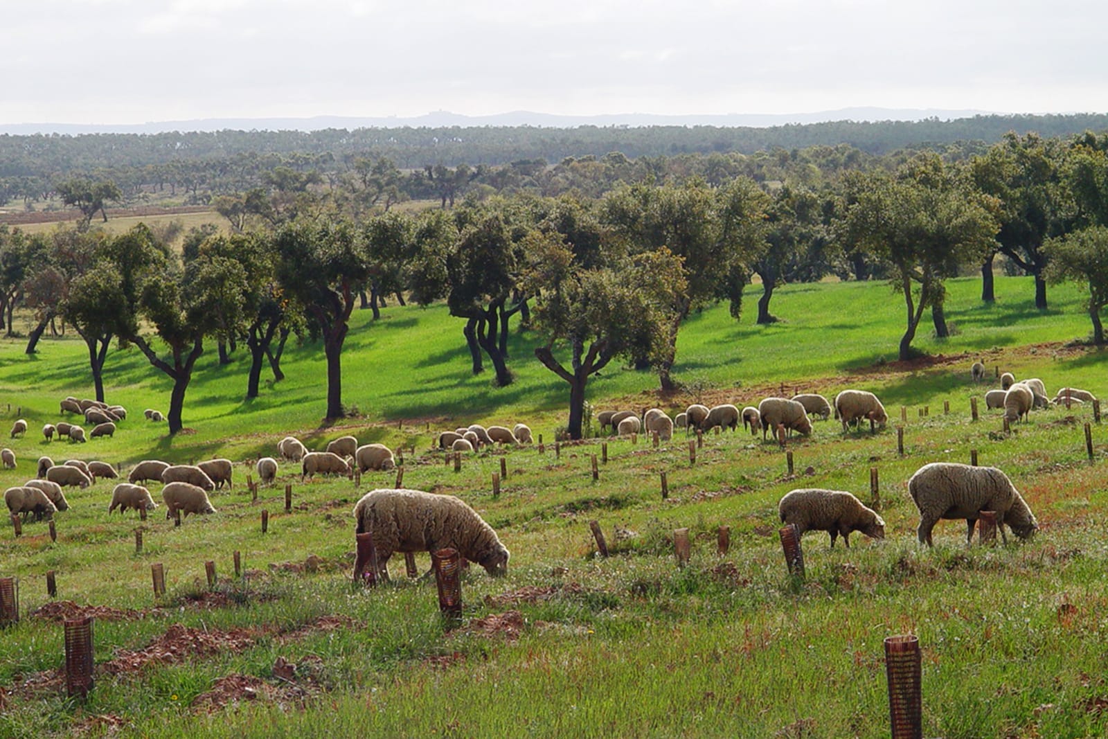 Artigo-Sobreiro-interior8