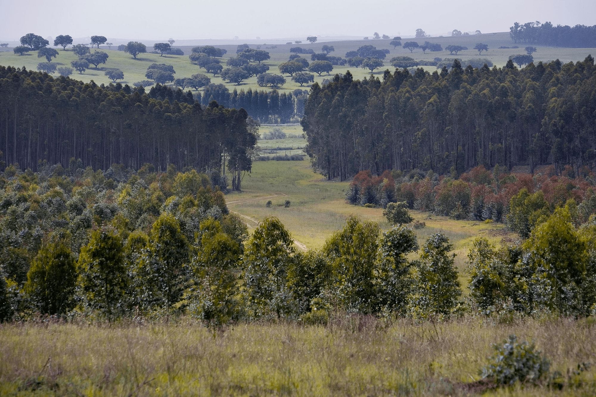 imagem-interior-floresta
