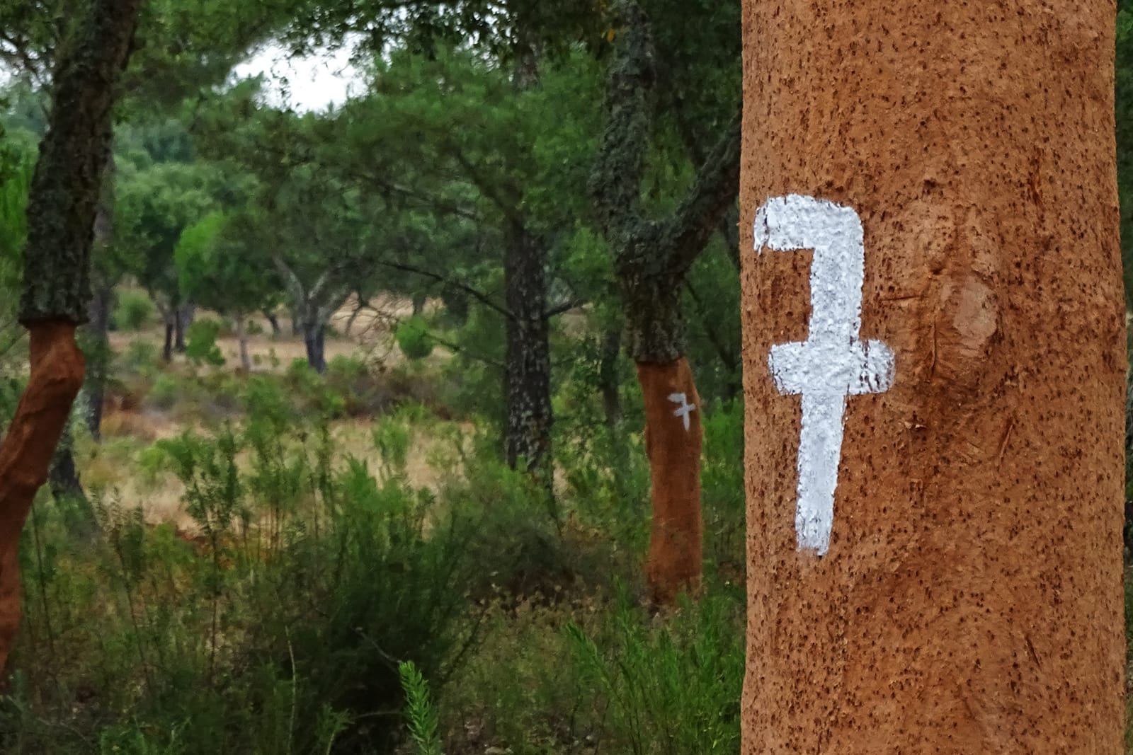 Artigo-Sobreiro-interior6