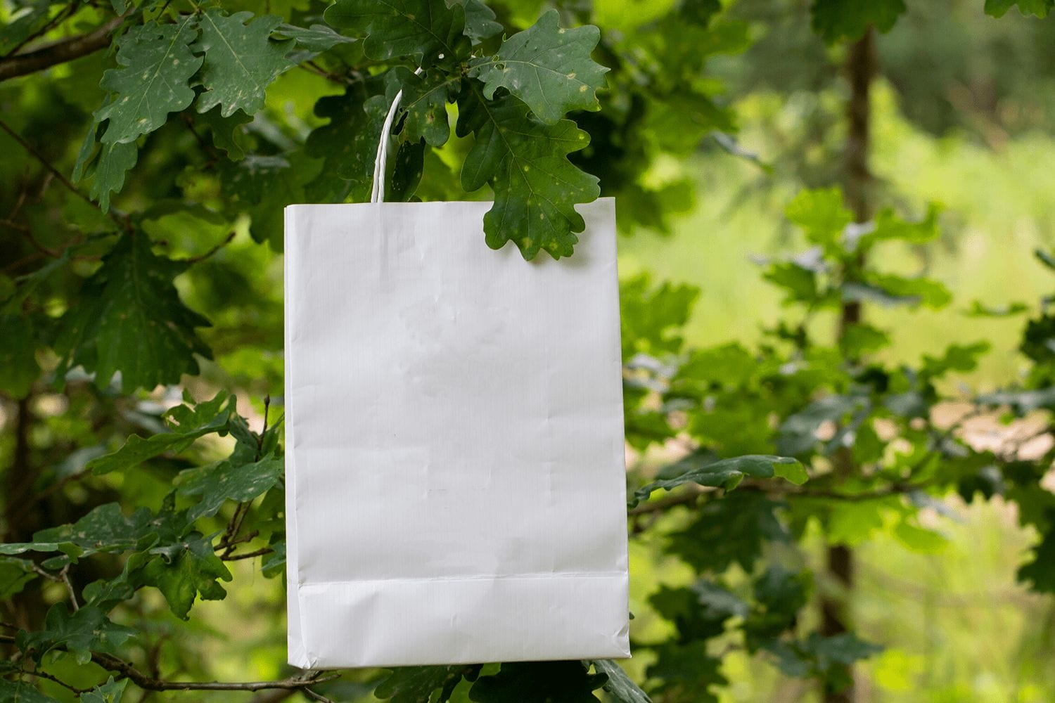 Dia Europeu do Saco de Papel: o contributo da floresta para compras mais sustentáveis