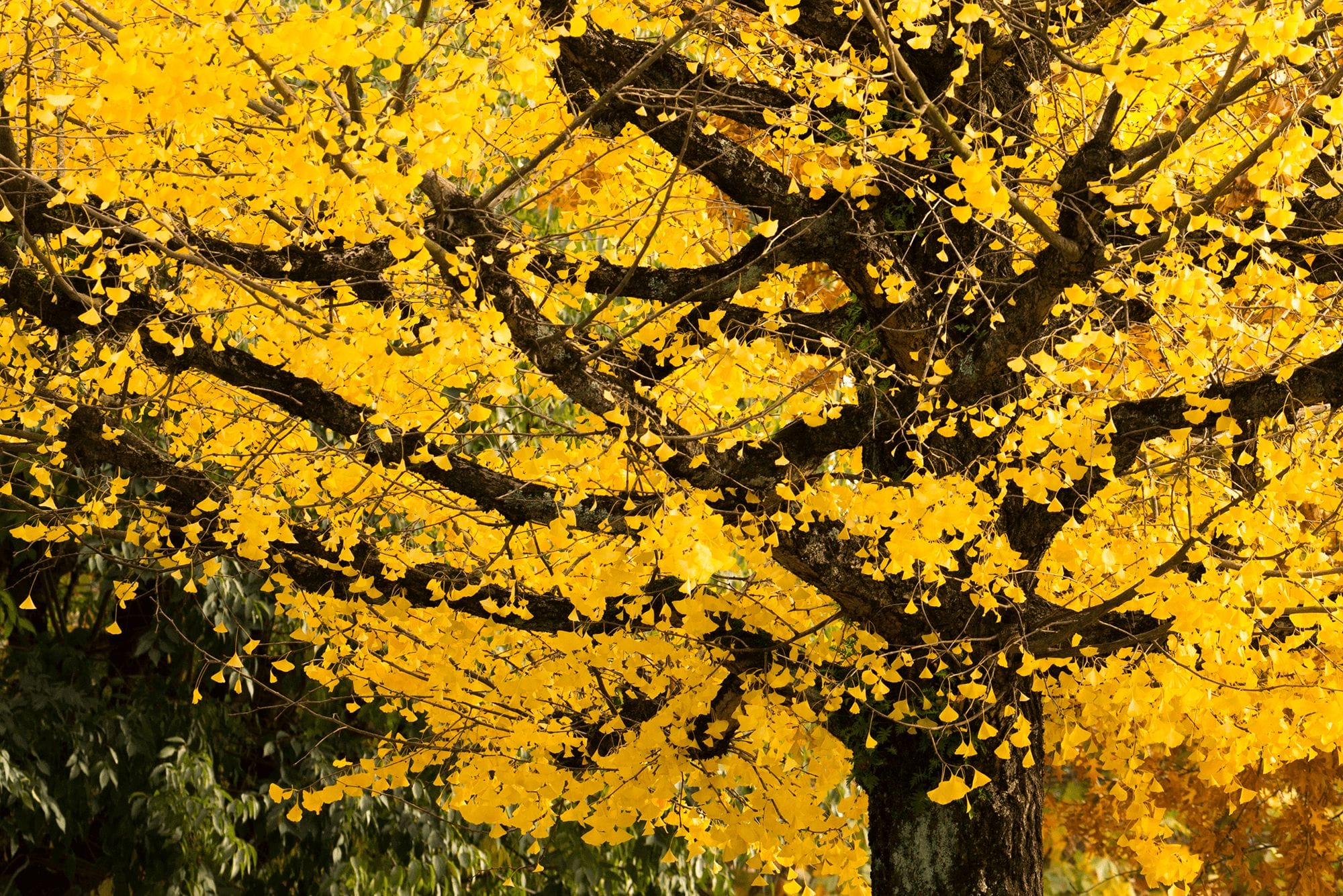 interior-1-artigo-folhas-de-outono