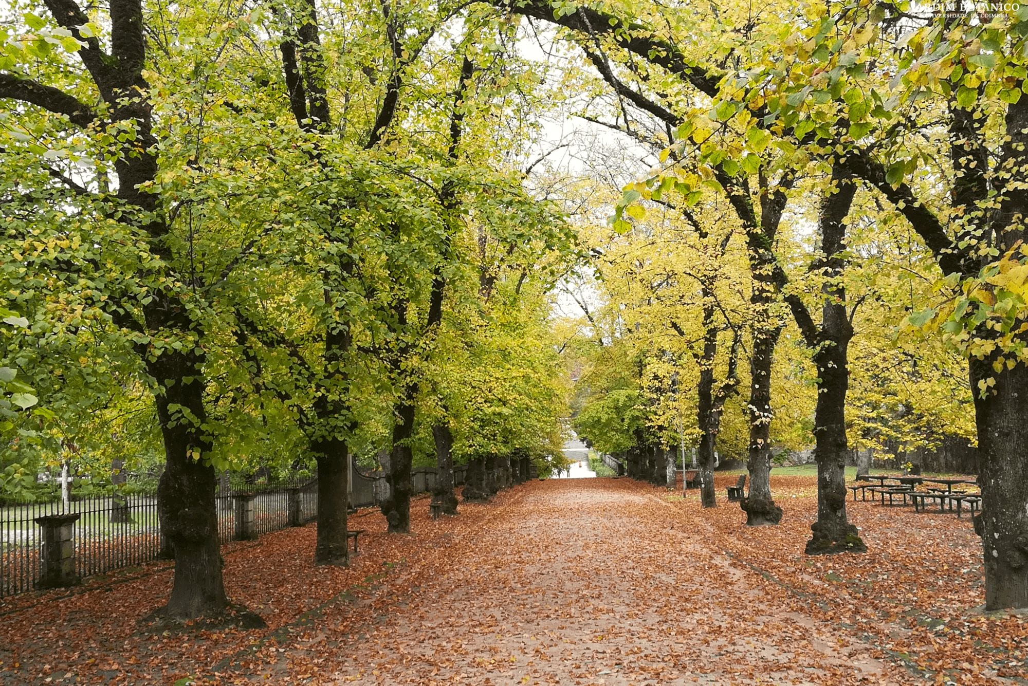 interior-6-artigo-folhas-de-outono