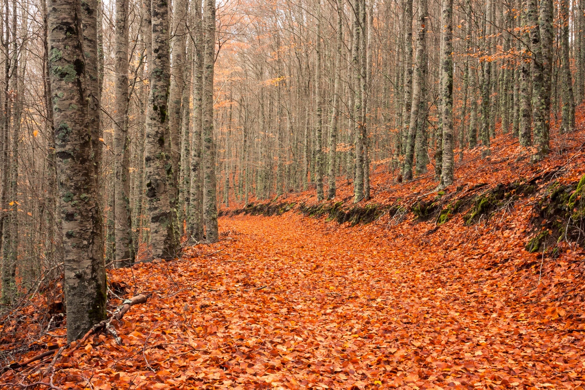 interior-8-artigo-folhas-de-outono